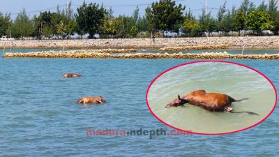 Bangkai sapi madura camplong