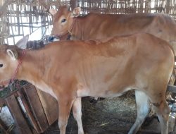 Anggaran Khusus Hewan Kurban di Sampang Capai Rp 510 Juta