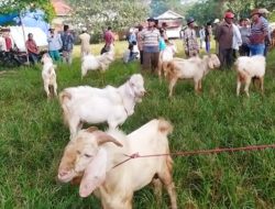 Akibat Wabah PMK, Pasar Hewan di Bangkalan Sepi Transaksi