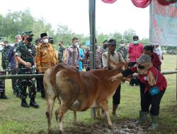 Hewan Ternak Alami Gejala PMK, Berikut Langkah Cepat Mengatasinya