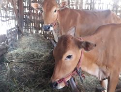 Disperta Sampang Larang Sapi Terpapar PMK Disembelih dan Diperjual Belikan