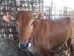 Pemkab Sampang Gelontorkan Rp 300 Juta untuk Penanganan PMK