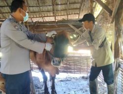 Ratusan Sapi di Sampang Terjangkit PMK
