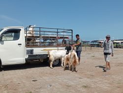 Jelang Idul Adha, Harga Kambing Qurban di Sampang Turun