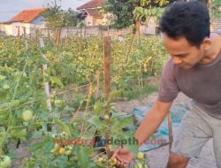 Ainur Rofiq Pilih Jadi Petani Tomat: Banyak Waktu untuk Keluarga