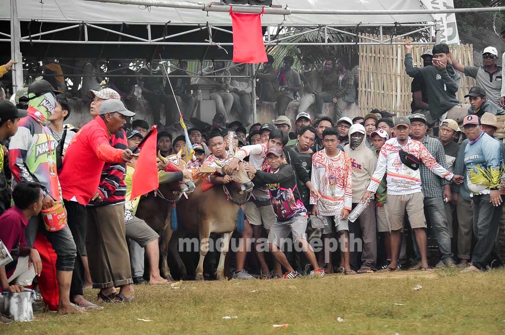 kerapan sapi piala presiden 2022 bangkalan