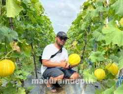 Agrowisata Artodung Farm, Pembeli Bisa Belajar dan Petik Melon Sendiri