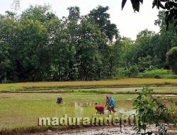 Bantuan Varietas Benih Padi Nutrizinc Untuk Cegah Stunting di Sampang Tak Ada Kejelasan