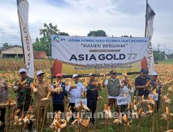 Dihadiri Bupati Pamekasan, Panen Raya Jagung Hybrida di Desa Samatan Sukses