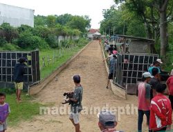 Kerapan Kelinci di Sampang Berhadiah Total Jutaan Rupiah