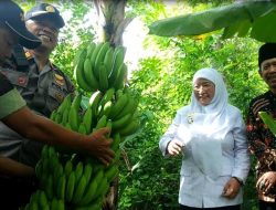 Sukses, PT NAB Lancheng Madura Gelar Panen Raya Pisang Cavendish