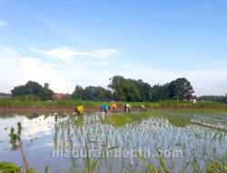 BPP Sebut Penanaman Padi di Kecamatan Galis Capai 85 Persen