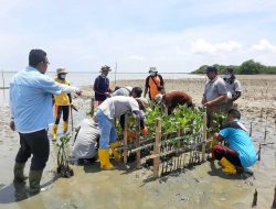 PKSPL-LPPM IPB, Reng Paseser, HCML dan DLH Sumenep Peringati WED 2022 Dengan Tanam Mangrove