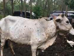 Selain PMK, Peternak Harus Waspadai Penyakit LSD pada Sapi, Kenali Gejalanya