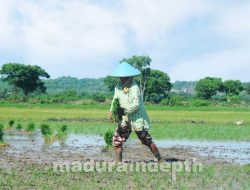 Tak Ideal, Dispertahortbun Bangkalan Sebut Jumlah Penyuluh Pertanian Terbatas