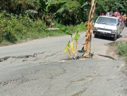 Jalan Penghubung Dua Kecamatan di Sampang Ditanami Pisang, Ini Penyebabnya