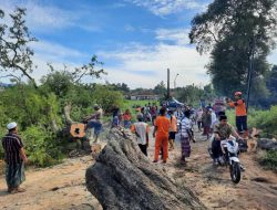 Pohon Setinggi 15 Meter Tumbang, Akses Jalan di Kecamatan Ganding Sempat Terganggu