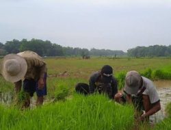 Tahun 2023, Sampang Dapat Bantuan 55 Ribu Ton Pupuk Bersubsidi