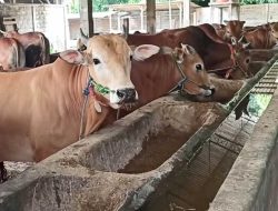 Dapat 1.500 Vaksin, Disnak Bangkalan; Waspadai Penularan Virus LSD pada Hewan Ternak