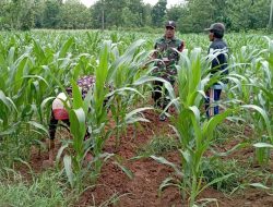 Kodim 0827 Sumenep Jawab Permasalahan Pertanian Jagung dan Peternakan Sapi Madura
