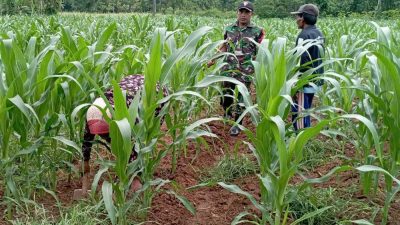 silase jagung dan sapi madura kodim 0827 sumenep