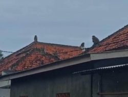 Diduga Kelaparan, Kawanan Kera di Sampang Curi Makanan dan Sebabkan Kerusakan Rumah Warga