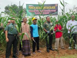 Begini Upaya Kodim 0827 Sumenep Kembalikan Kejayaan Jagung dan Sapi Madura di Sumenep