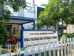 Siapkan 700 Vaksin, Antisipasi Penyebaran Wabah LSD pada Ternak Sapi di Sampang