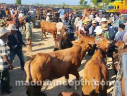 H-2 Lebaran Idul Adha 2023, Harga Sapi di Sampang Melonjak Naik