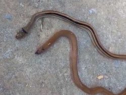 Heboh, Ular Kepala Dua Ditemukan Warga Sampang