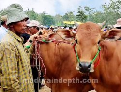 Jelang Idul Adha 2023, Disnak Bangkalan Terbitkan SKKHK