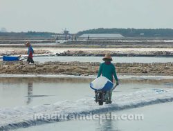 Panen Perdana 2023, PT Garam Hasilkan 250 Ton