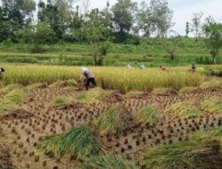 Sebanyak 2.025 Petani di Sampang Akan Dapat BLT DBHCHT Rp 300 Ribu Selama Tiga Bulan