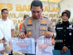 Buronan Maling Sapi Bangkalan Ditangkap di Lombok, Polisi: Pelaku Gunakan Bekas Sabun Mayat