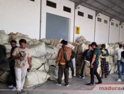 Tembakau Madura Terjual Mahal, Petani Senang