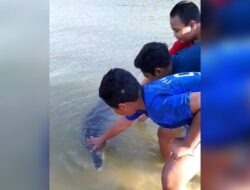 Kemunculan Lumba-lumba di Bibir Pantai Hebohkan Warga Sampang