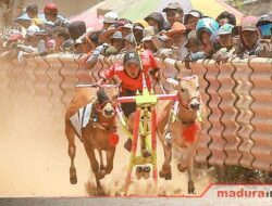 Madura Bull Race Championship Tingkat Kabupaten Sumenep Diikuti 48 Pasang Sapi Kerapan