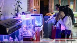 kontes channa contest pameran aquarium air laut sumenep