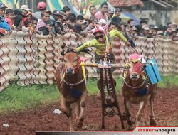 Lestarikan Budaya, Pemkab Sumenep Gelar Event Kerapan Sapi