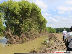 Ratusan Hektar Lahan Mangrove di Sumenep Rusak, Fadel: Belum Ada Penegakan Hukum Yang Tegas
