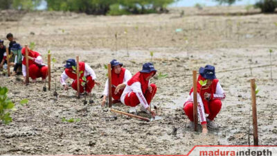 Mangrove hcml lobuk bluto sumenep hari pahlawan