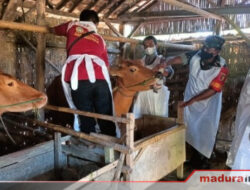 Kapolres Sampang Perintah Jajaran Perkuat Kolaborasi Pencegahan PMK Hewan Ternak