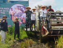 Sumenep Ikut Serta Panen Padi Serentak se-Indonesia, Wakil Bupati Optimis Beri Sumbangsih Swasembada Pangan