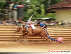 Wujud Pelestarian Budaya, Bupati Sumenep Gelar Lomba Kerapan Sapi 2025