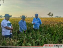 Bupati Fauzi Tinjau Lahan Uji Coba Padi Varietas HMS 700 di Sumenep