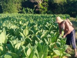 Petani Tembakau di Sumenep Nyaris Gulung Tikar, Akibat Kondisi Harga Pasar Anjlok Parah