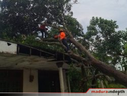 Hujan Lebat Terjang Jrengik, Tiga Pohon Tumbang Timpa Sekolah dan Rumah Warga