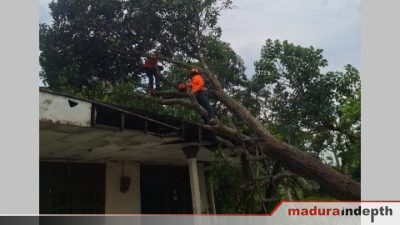 Pohon tumbang di jrengik