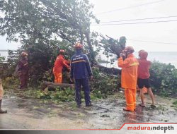 Angin Kencang Robohkan Pohon, Akses Jalan Raya Camplong Sempat Lumpuh