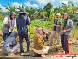 KKN UTM Sulap Lahan Kosong Jadi Kebun TOGA, Dorong Desa Waru Timur Lebih Sehat